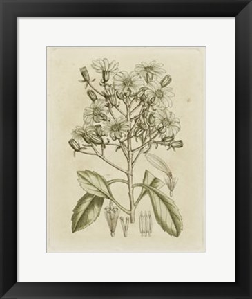 Framed Tinted Botanical I Print