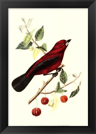 Framed Cuvier Exotic Birds V Print