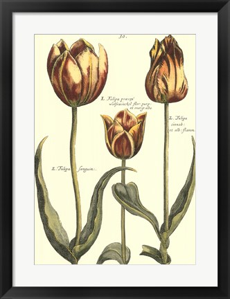 Framed De Passe Tulipa II Print