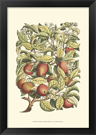 Framed Apple Tree Branch Print