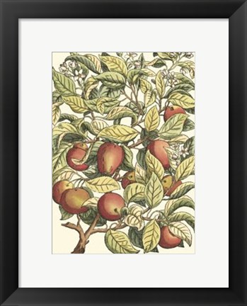 Framed Apple Tree Branch Print