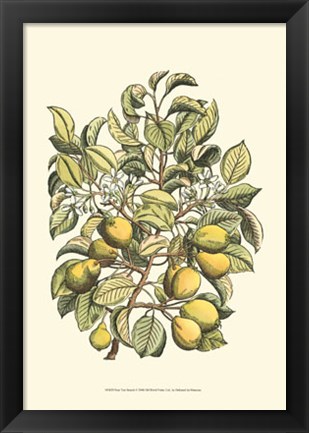 Framed Pear Tree Branch Print