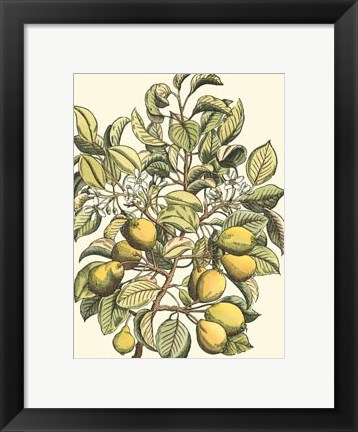 Framed Pear Tree Branch Print