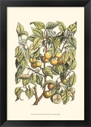 Framed Apricot Tree Branch Print