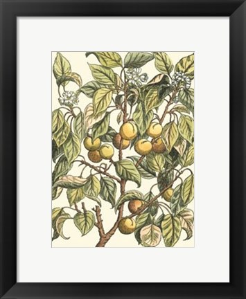 Framed Apricot Tree Branch Print