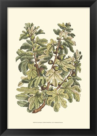 Framed Fig Tree Branch Print