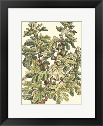 Framed Fig Tree Branch Print