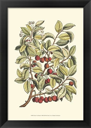 Framed Cherry Tree Branch Print