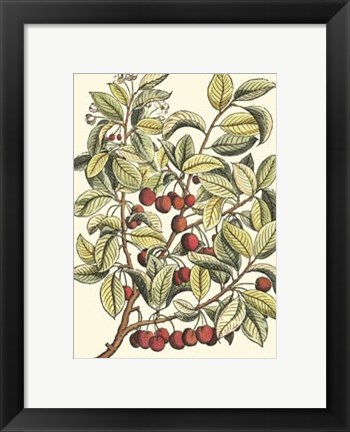 Framed Cherry Tree Branch Print