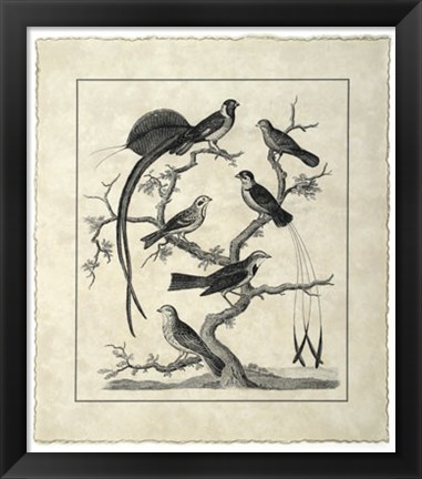 Framed Vintage Birds on a Branch I Print