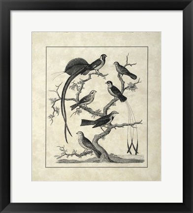 Framed Vintage Birds on a Branch I Print