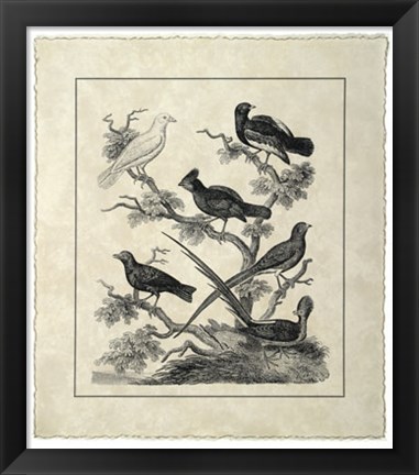 Framed Vintage Birds on a Branch II Print