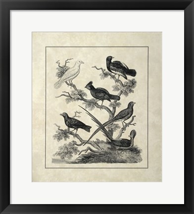 Framed Vintage Birds on a Branch II Print