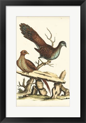 Framed Regal Pheasants I Print