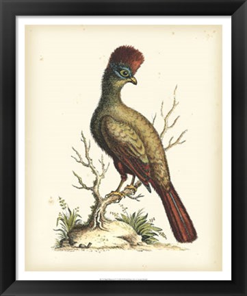 Framed Regal Pheasants IV Print