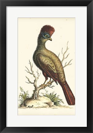 Framed Regal Pheasants IV Print