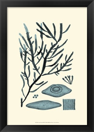 Framed Azure Seaweed III Print