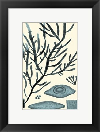 Framed Azure Seaweed III Print