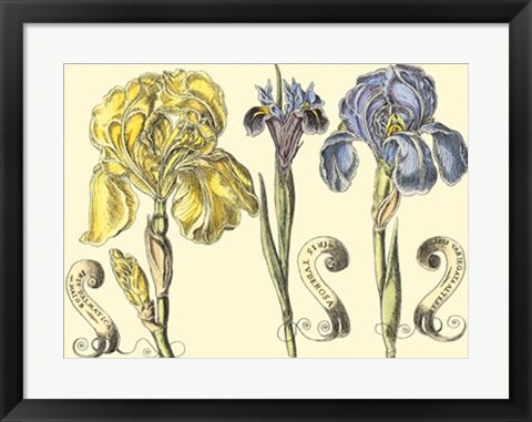 Framed Iris in Bloom I Print