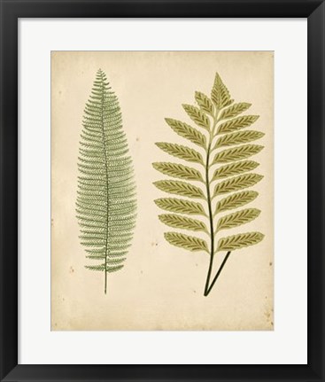 Framed Cottage Ferns II Print