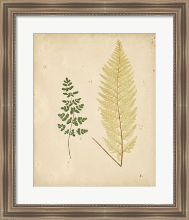 Framed Cottage Ferns IV Print