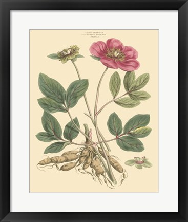 Framed Blushing Pink Florals I Print