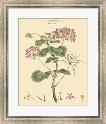 Framed Blushing Pink Florals IV Print