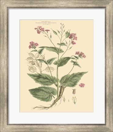 Framed Blushing Pink Florals VII Print