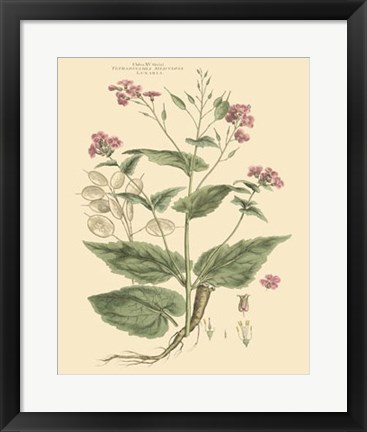 Framed Blushing Pink Florals VII Print