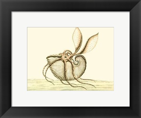 Framed Creatures of the Sea V Print