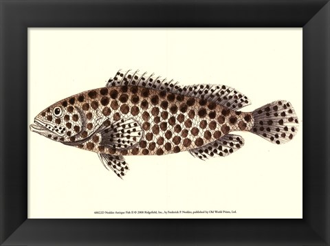 Framed Antique Fish II Print