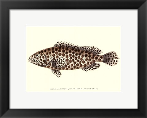 Framed Antique Fish II Print