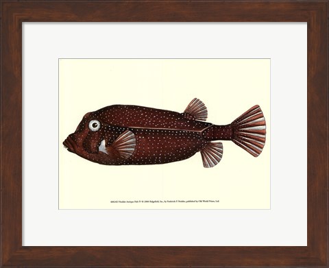 Framed Antique Fish IV Print