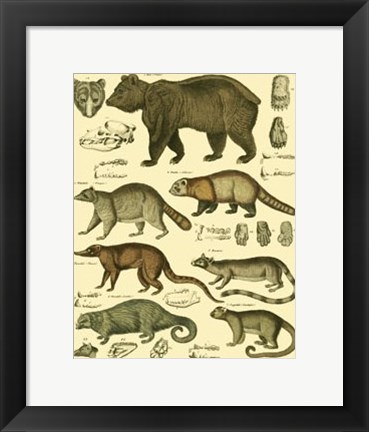 Framed Bear &amp; Racoon Print