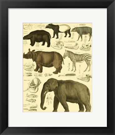 Framed Elephant &amp; Zebra Print