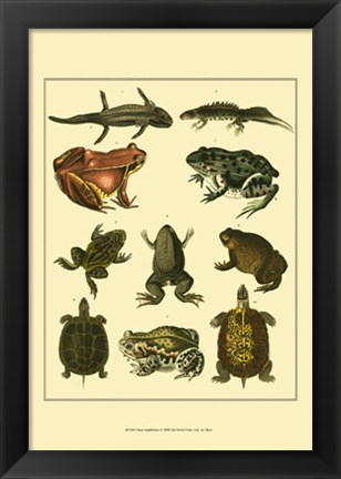 Framed Amphibians Print