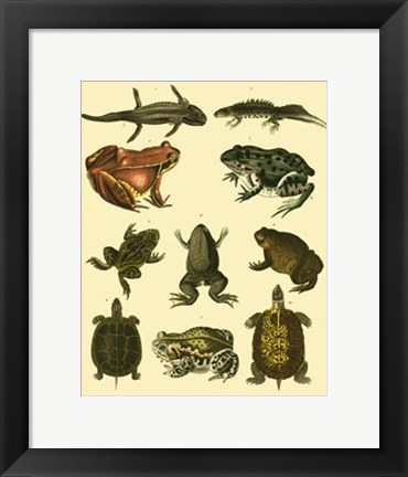 Framed Amphibians Print