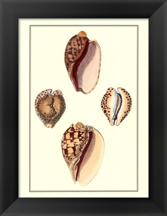 Framed Cymbidum Shells Print