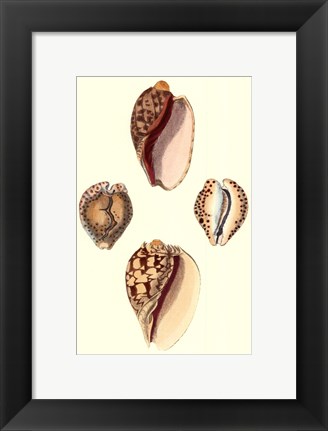 Framed Cymbidum Shells Print