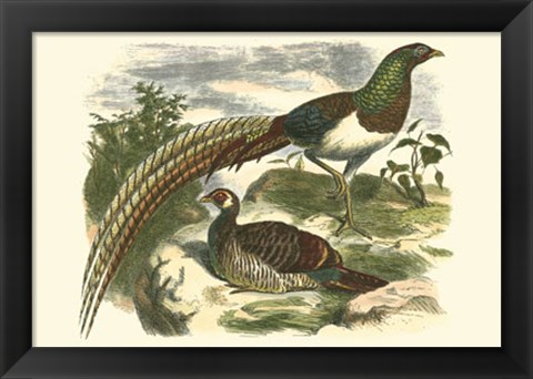 Framed Amherst Pheasant Print