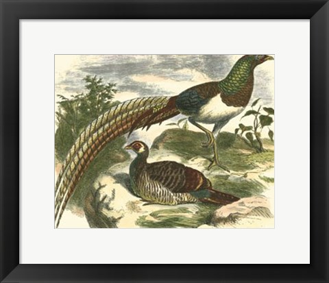 Framed Amherst Pheasant Print