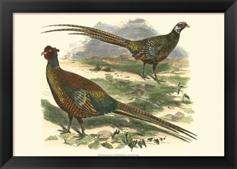 Framed Bohemian Pheasant Print