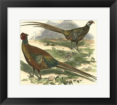 Framed Bohemian Pheasant Print