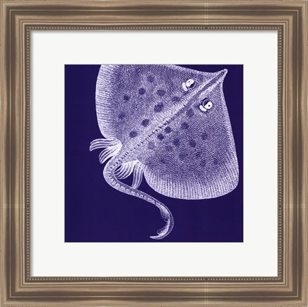 Framed Saturated Sealife III Print