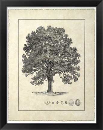 Framed Vintage Tree I Print