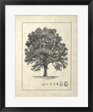 Framed Vintage Tree I Print