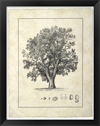 Framed Vintage Tree II Print