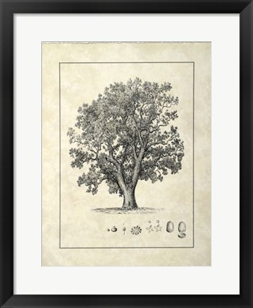 Framed Vintage Tree II Print