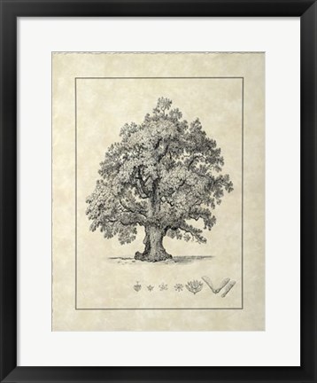 Framed Vintage Tree III Print