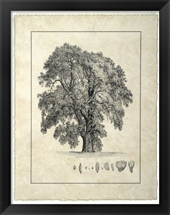 Framed Vintage Tree IV Print